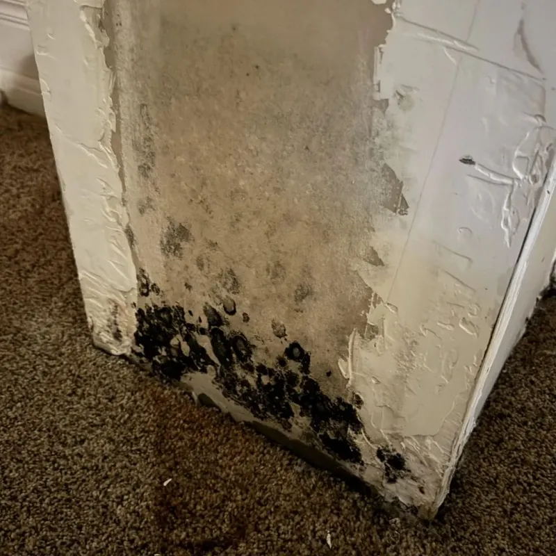 Professional Mold Removal in Pigeon, MI